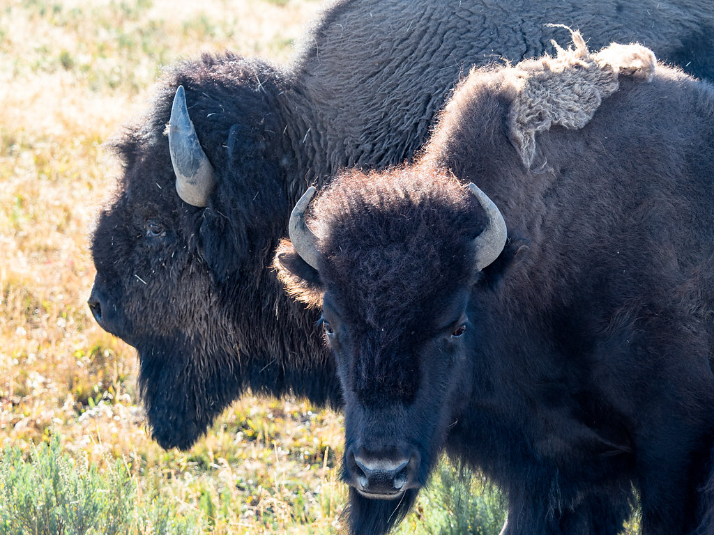 Pairing (American Bison 1, Wyoming)