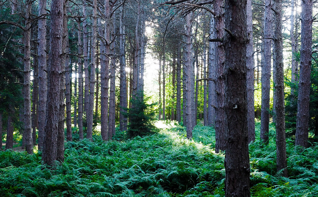 Edge of the Woods