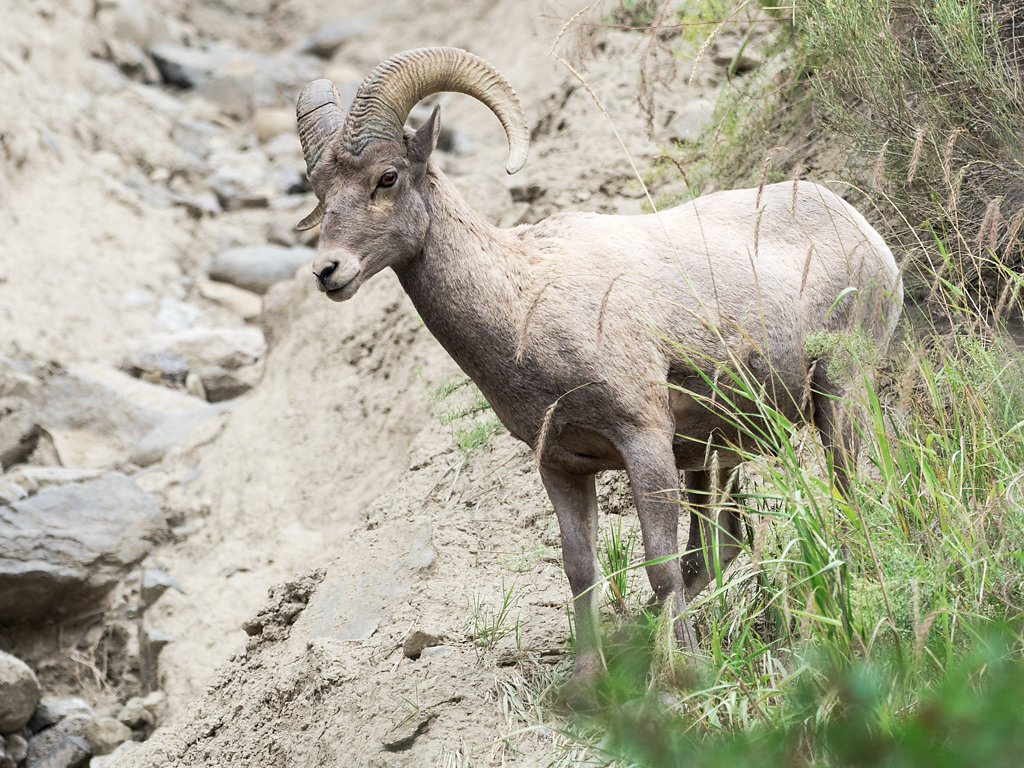 Wildlife
