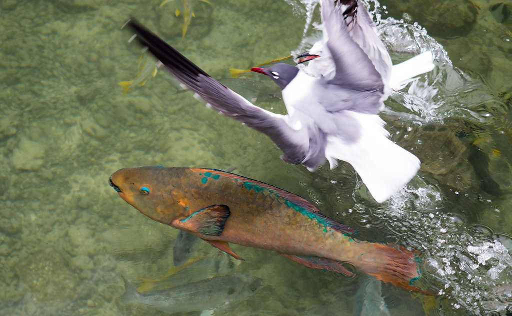 Wildlife