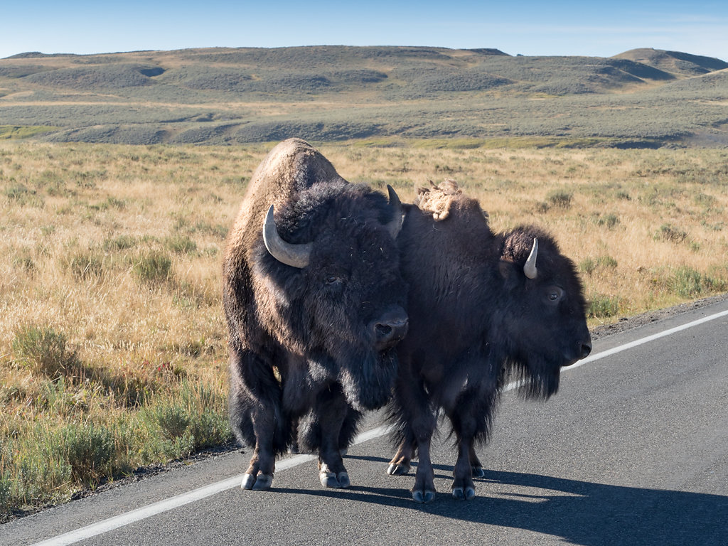 American Bison 3, Wyoming