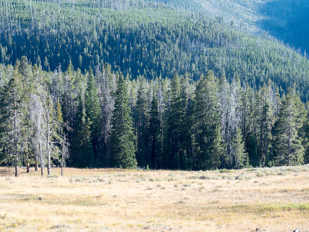 American Taiga, First in Series