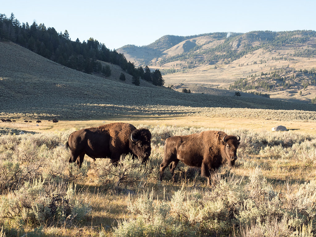 American Bison 4, Wyoming