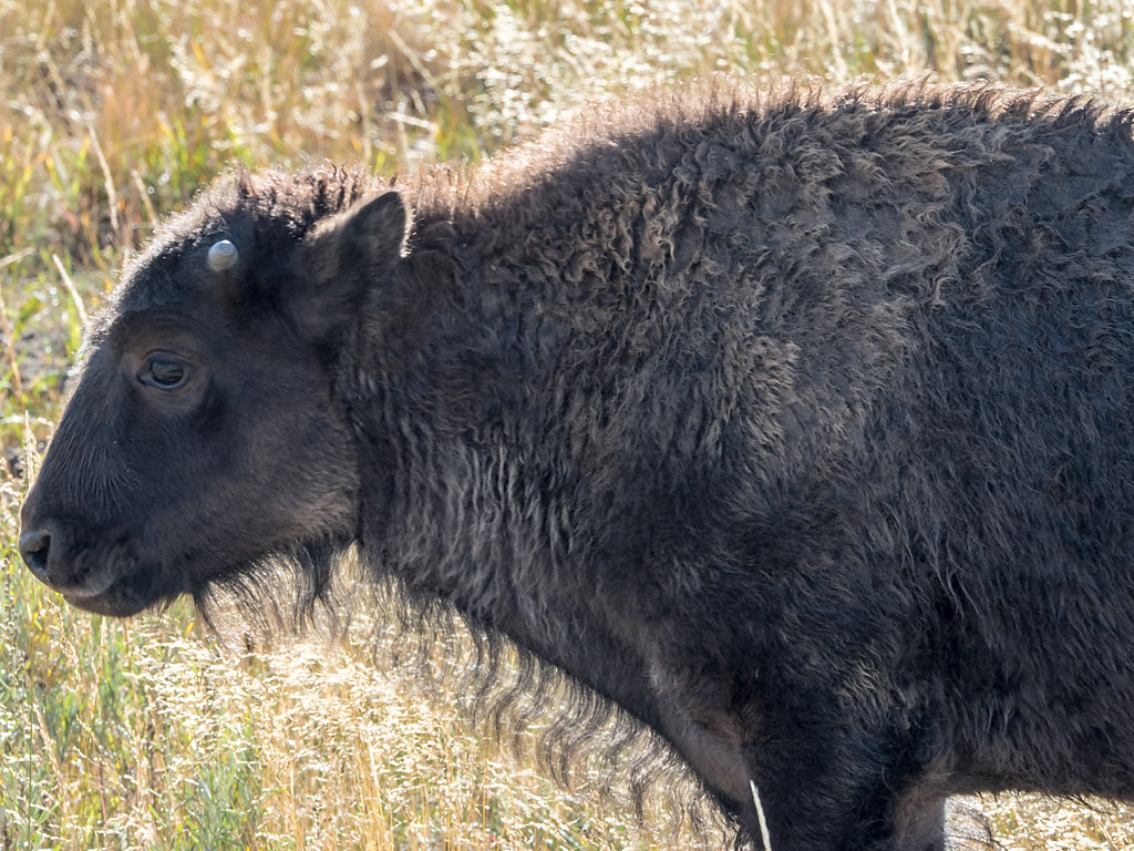 American Bison Calf
