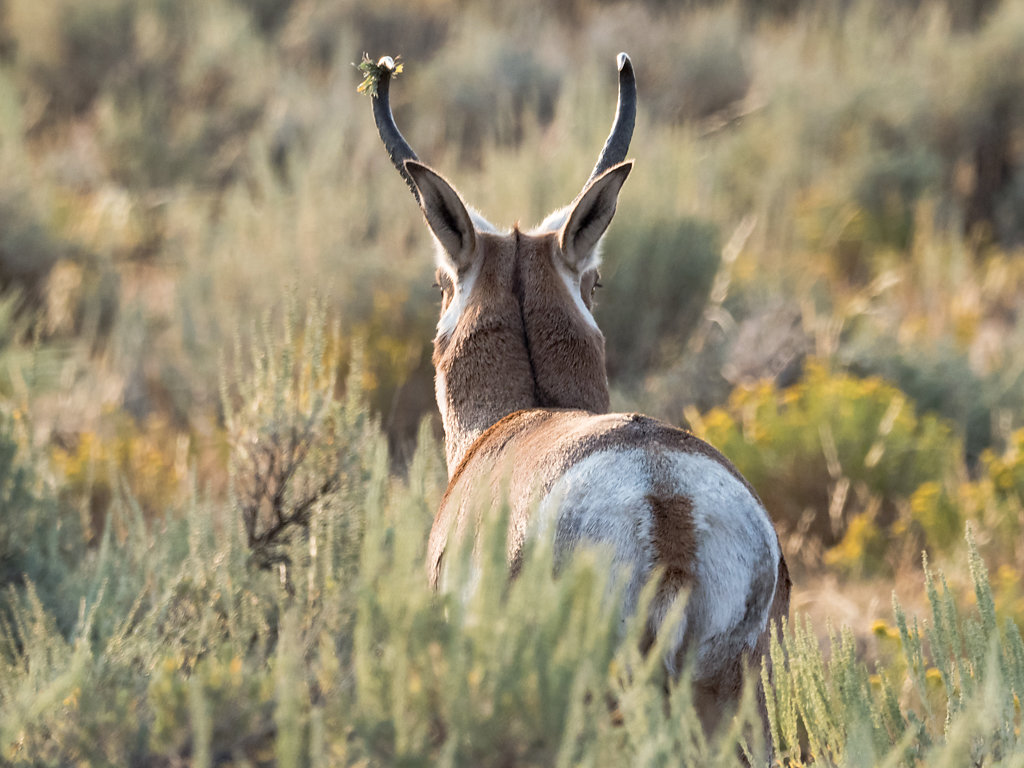 Wildlife