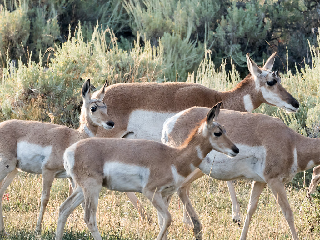 Wildlife